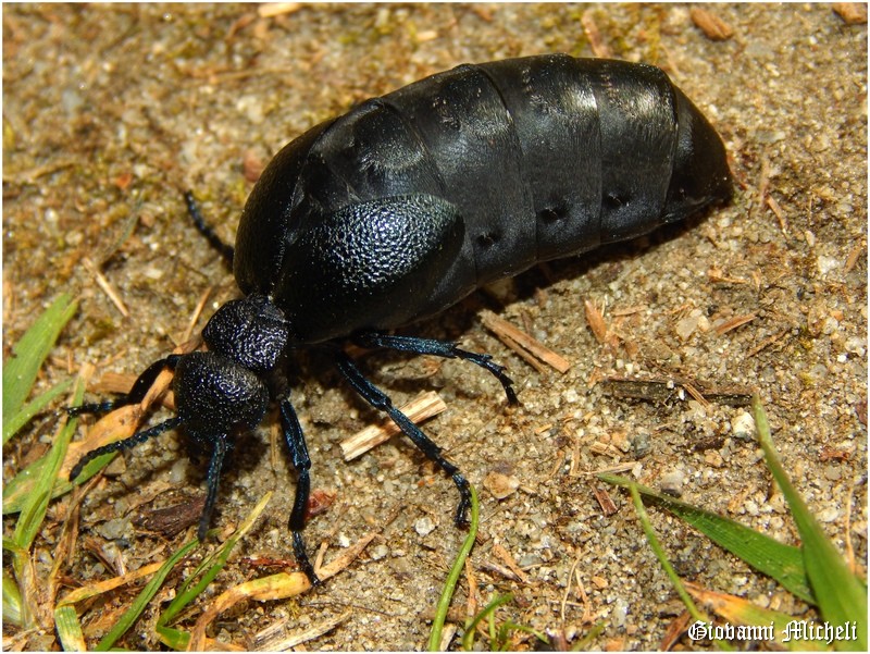 Meloidae: femmina di Meloe (Meloegonius) cicatricosus
